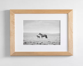 Newborn Foal and Mother, Wild Horse Photography