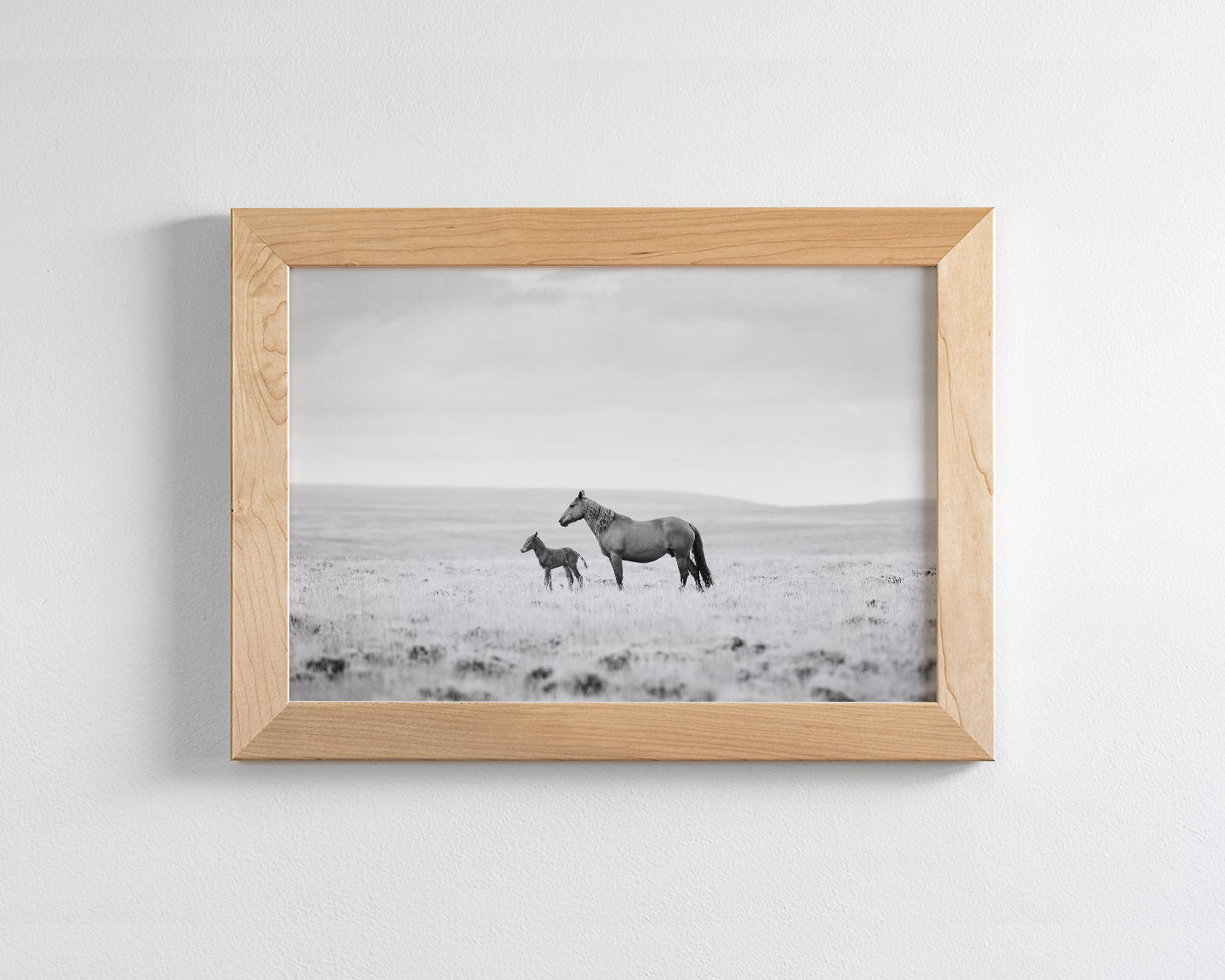 Newborn Foal and Mother, Wild Horse Photography