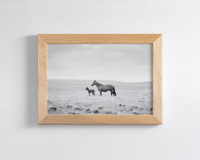 Newborn Foal and Mother, Wild Horse Photography