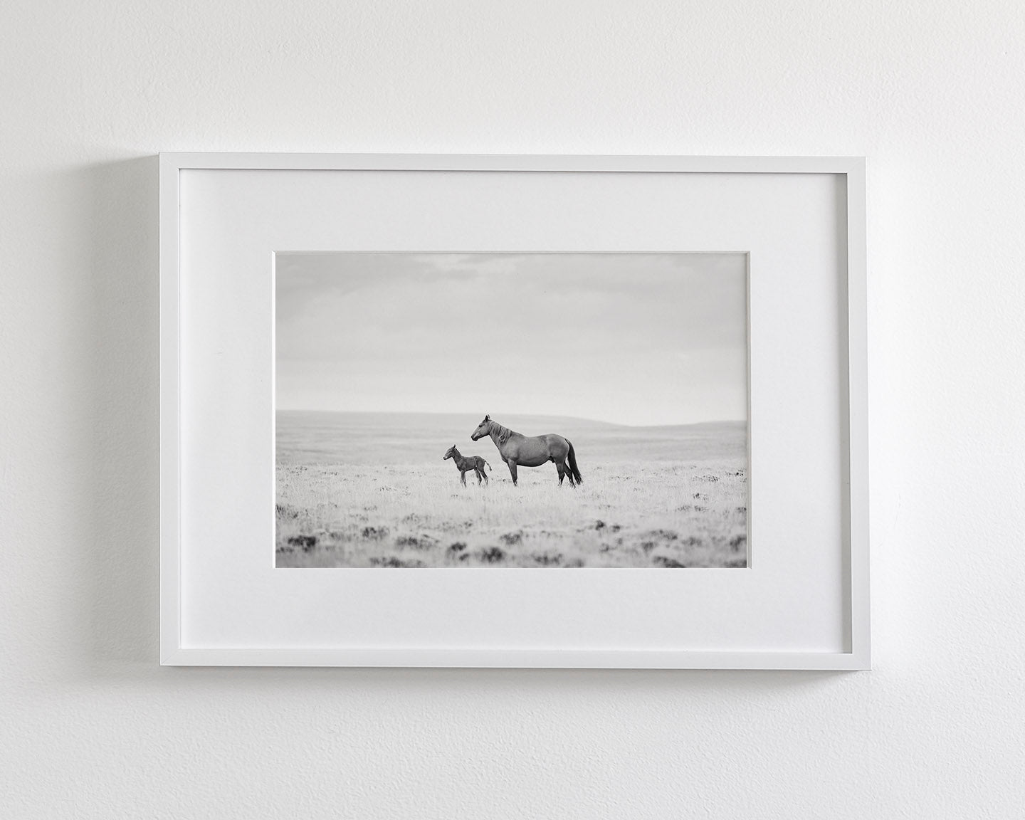 Newborn Foal and Mother, Wild Horse Photography