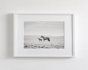 Newborn Foal and Mother, Wild Horse Photography