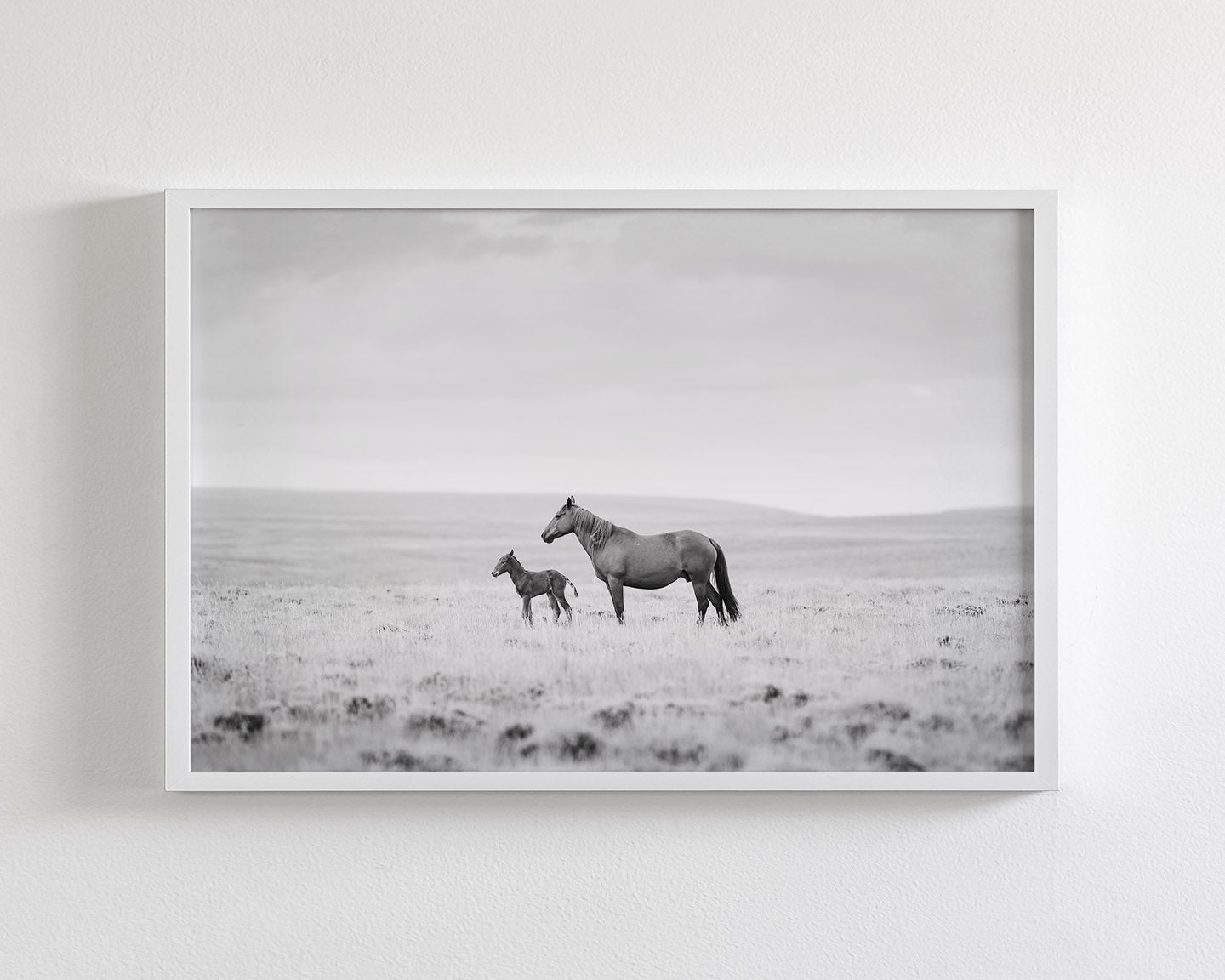 Newborn Foal and Mother, Wild Horse Photography
