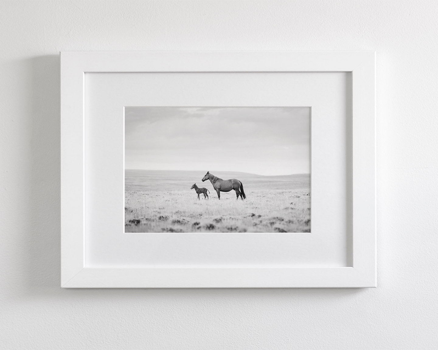 Newborn Foal and Mother, Wild Horse Photography