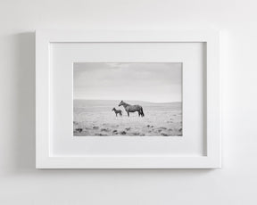 Newborn Foal and Mother, Wild Horse Photography