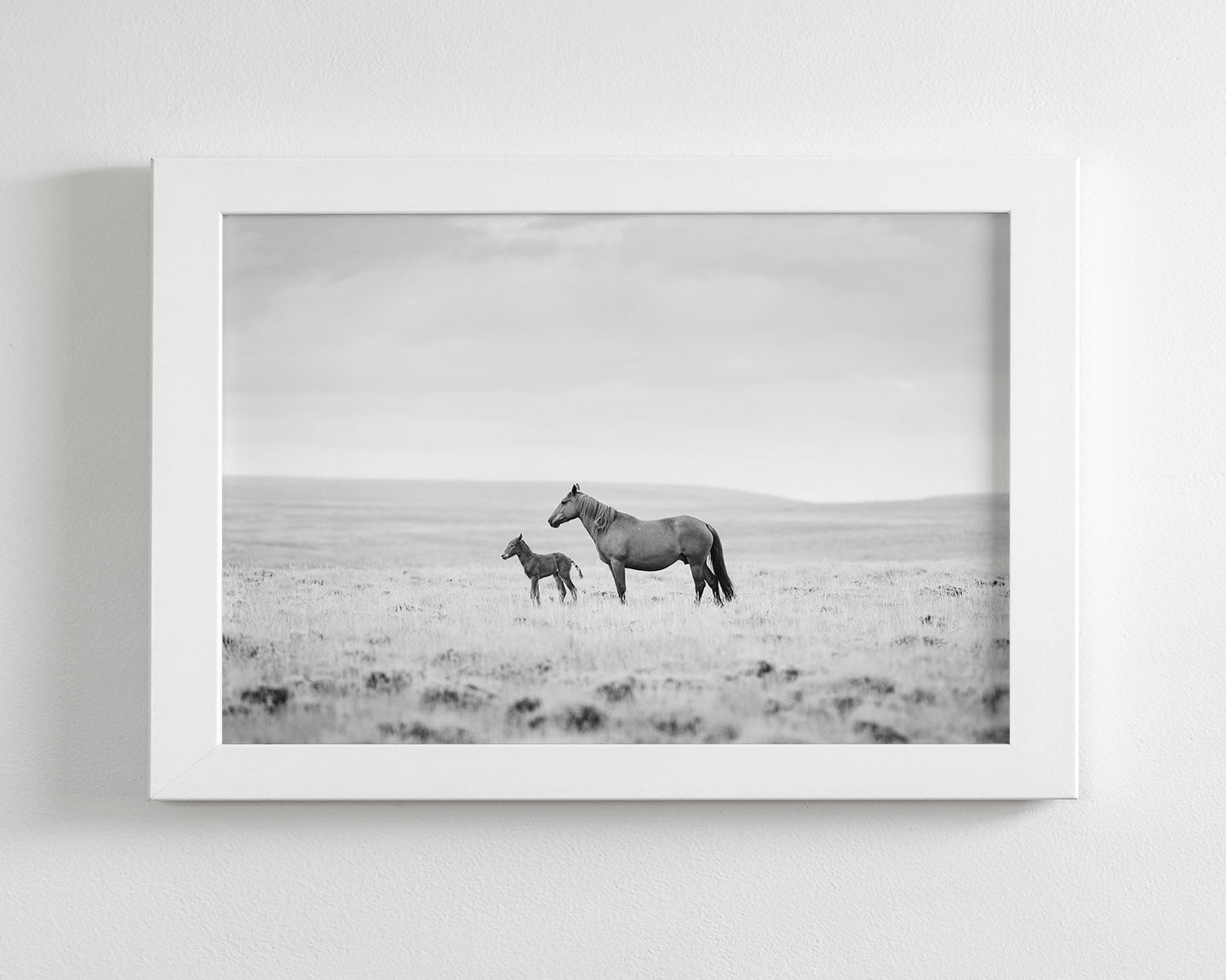 Newborn Foal and Mother, Wild Horse Photography