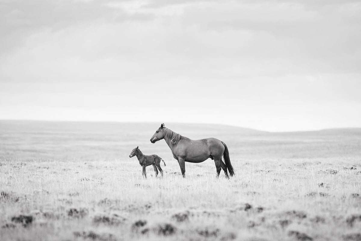 Newborn Foal and Mother, Wild Horse Photography