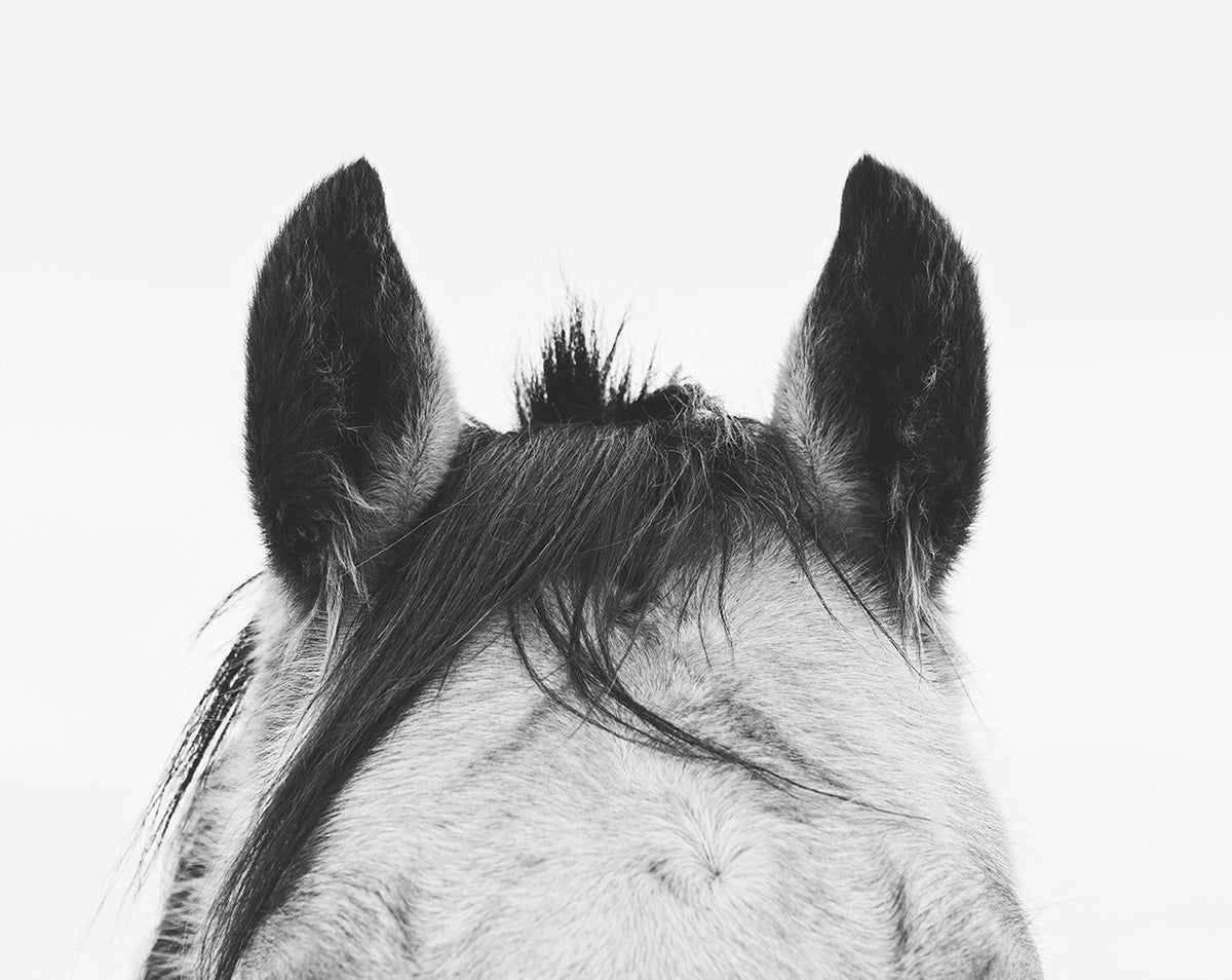 Pointy Ears