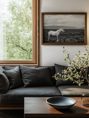 Palomino in Black and White Landscape