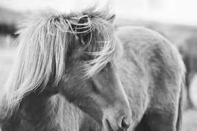 Wind blown Icelandic Horse