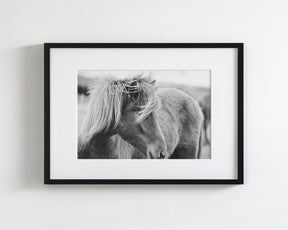 Wind blown Icelandic Horse