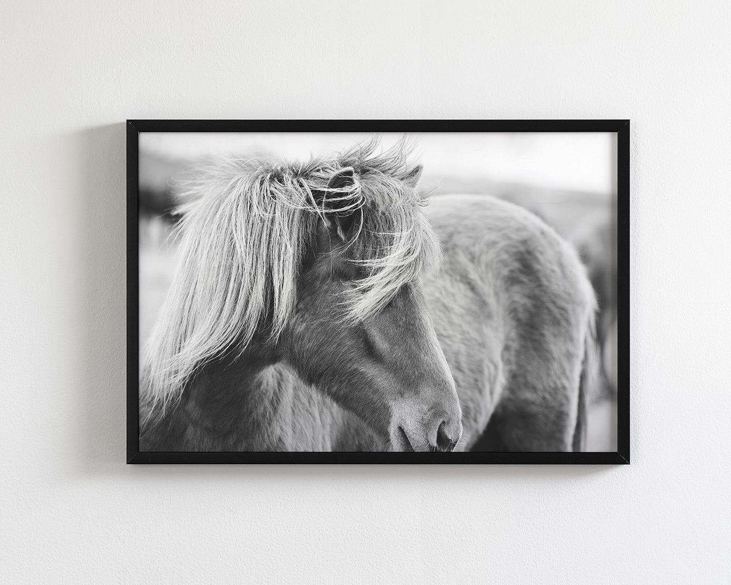 Wind blown Icelandic Horse