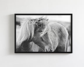 Wind blown Icelandic Horse