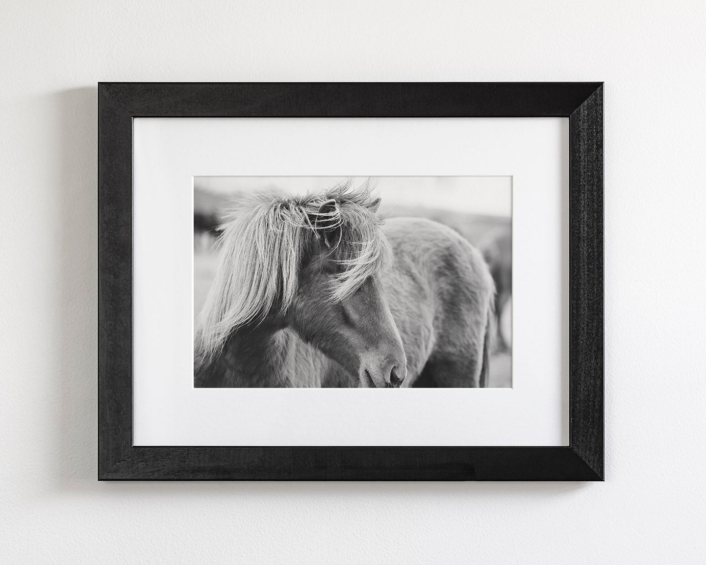 Wind blown Icelandic Horse