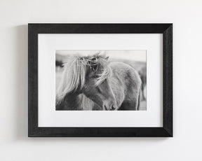 Wind blown Icelandic Horse