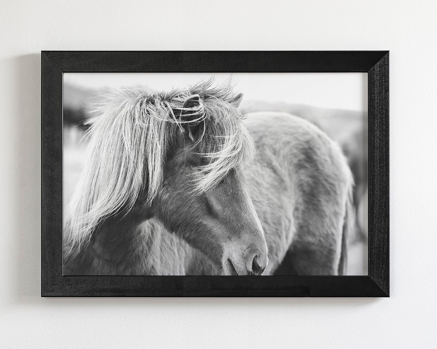 Wind blown Icelandic Horse