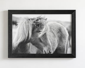 Wind blown Icelandic Horse