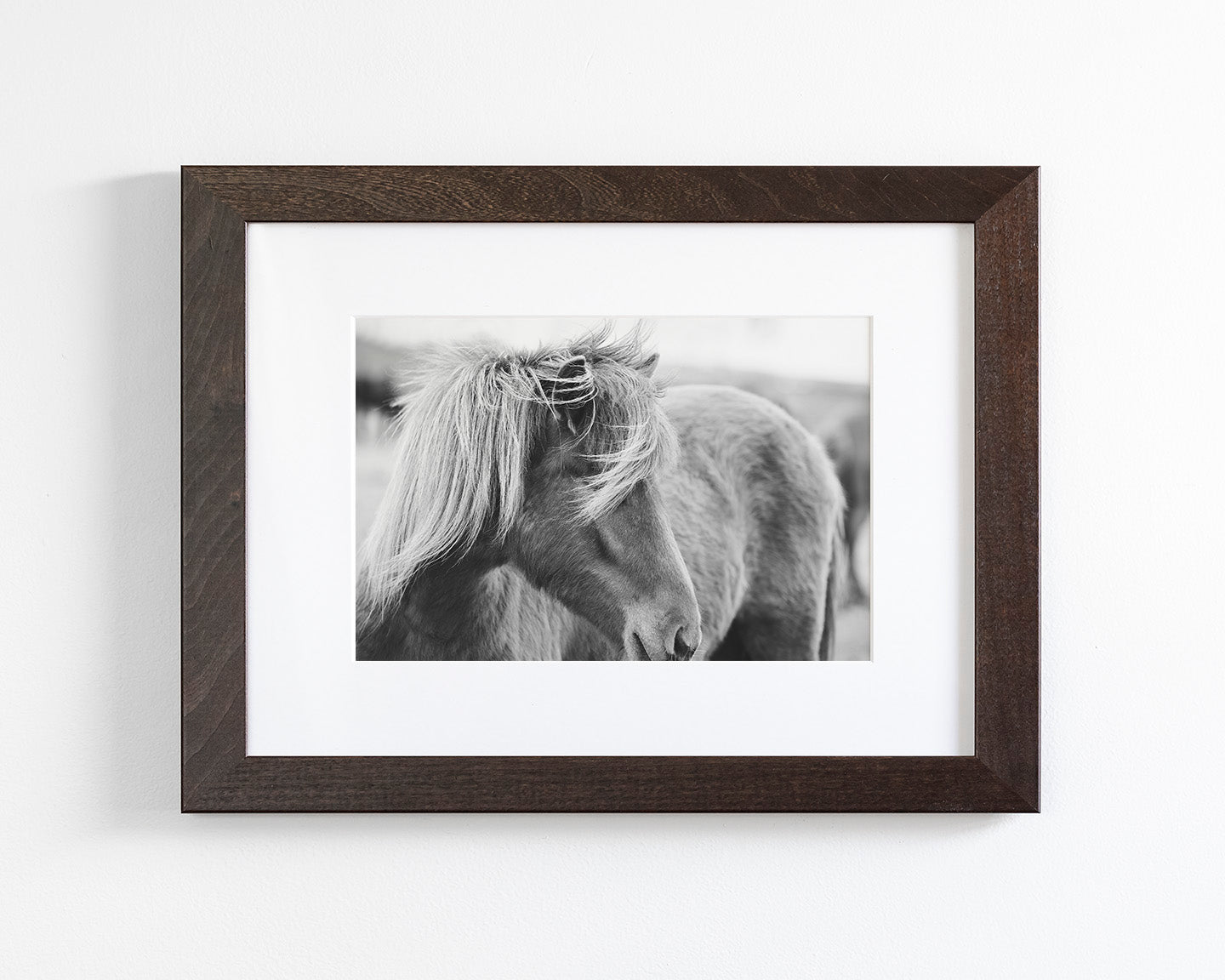 Wind blown Icelandic Horse