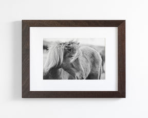 Wind blown Icelandic Horse