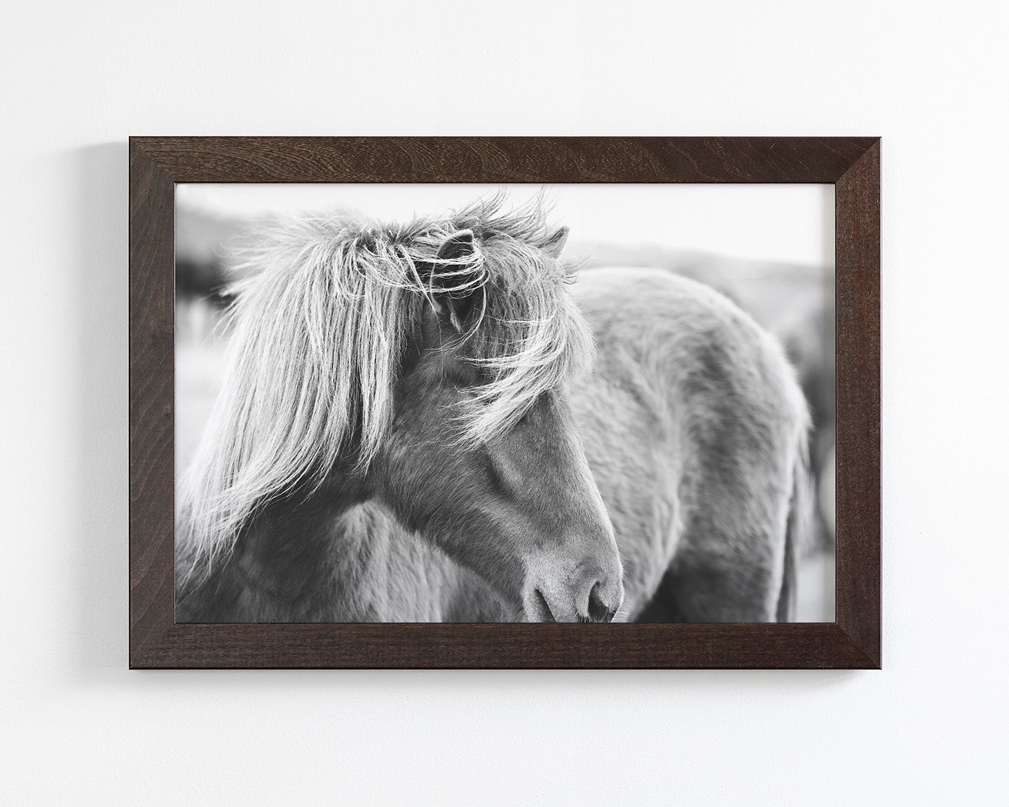 Wind blown Icelandic Horse