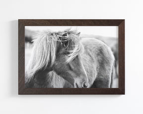 Wind blown Icelandic Horse