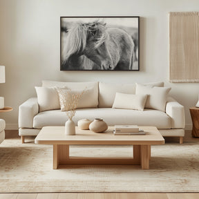 Wind blown Icelandic Horse