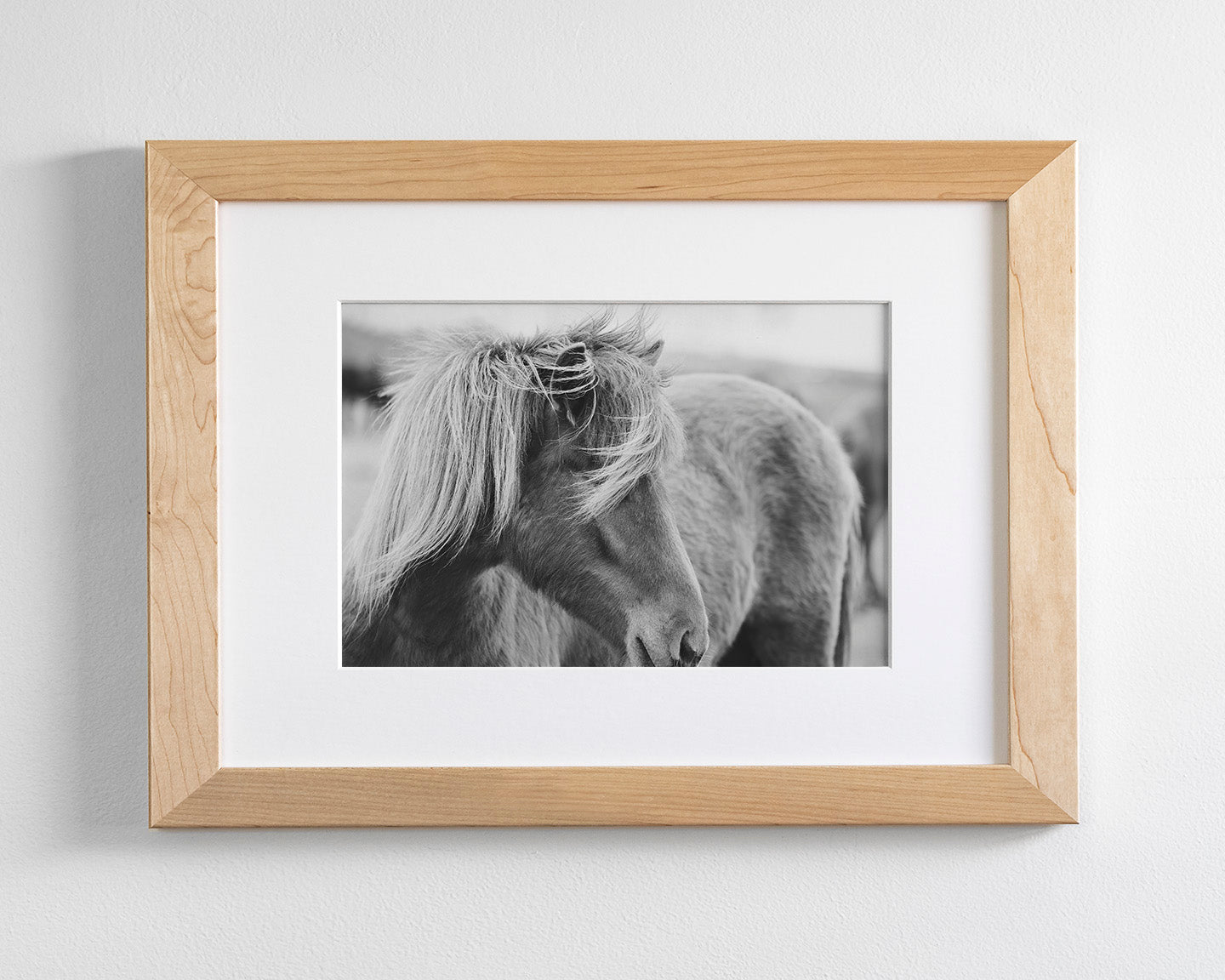 Wind blown Icelandic Horse