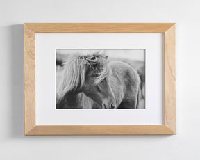 Wind blown Icelandic Horse