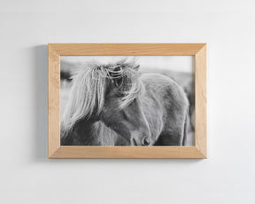 Wind blown Icelandic Horse