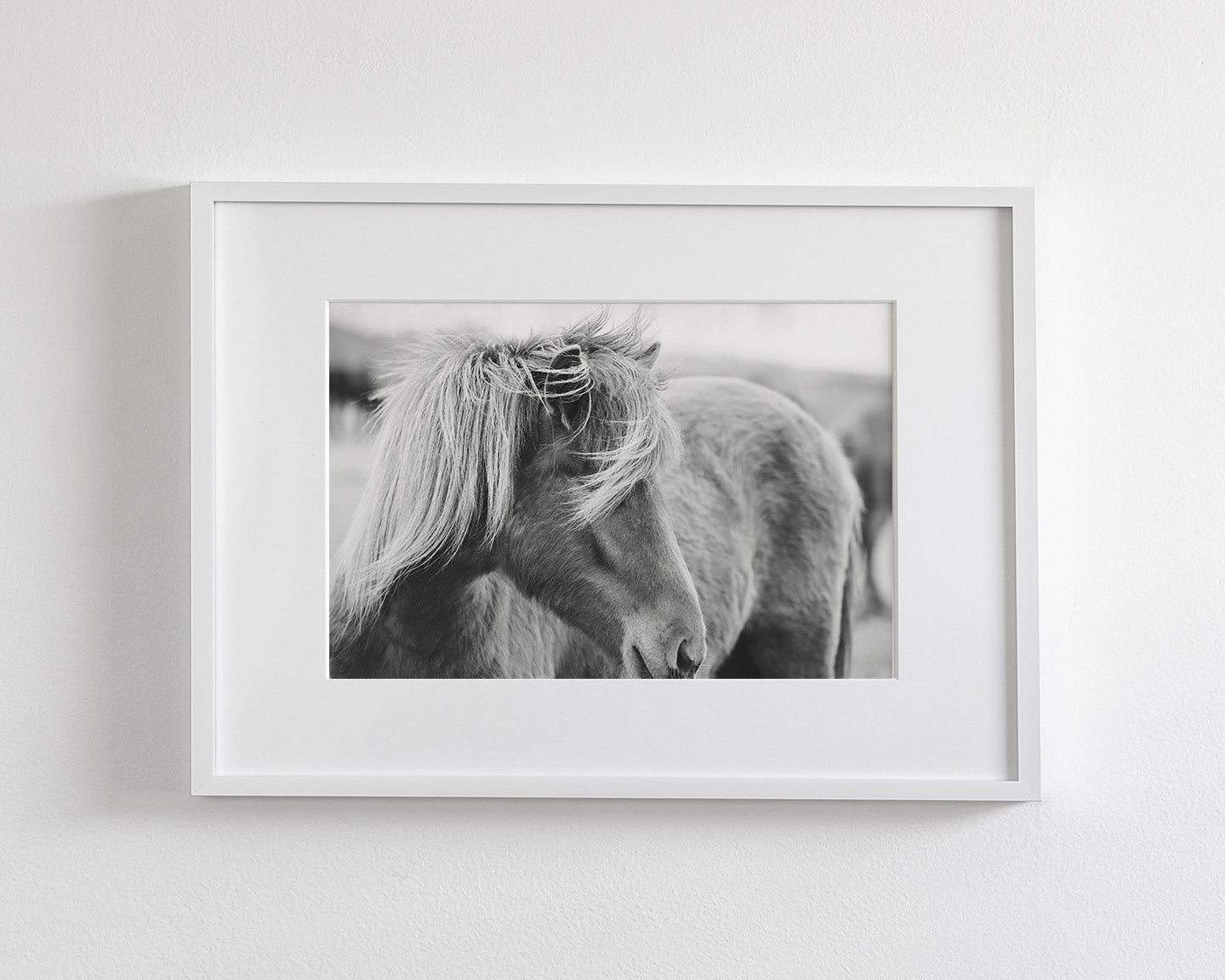 Wind blown Icelandic Horse