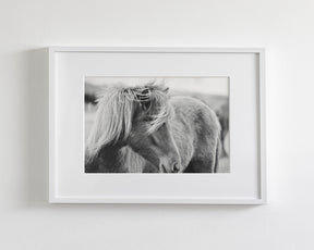 Wind blown Icelandic Horse