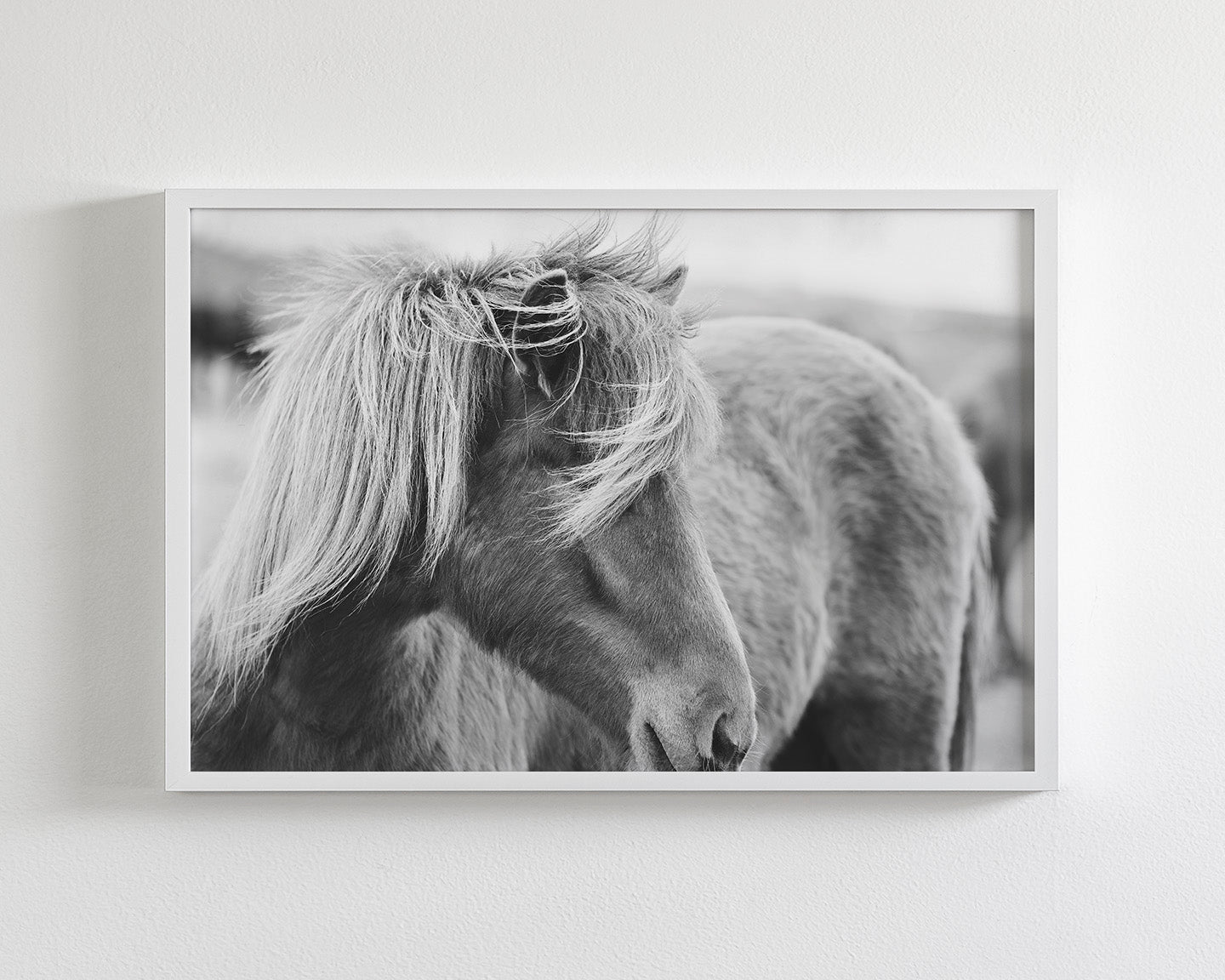 Wind blown Icelandic Horse