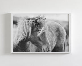 Wind blown Icelandic Horse