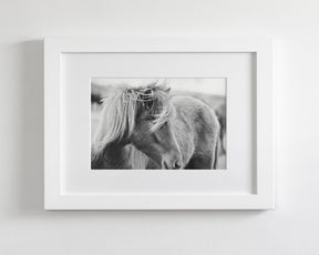 Wind blown Icelandic Horse