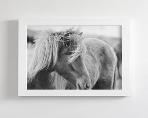 Wind blown Icelandic Horse