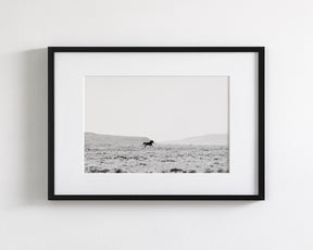 Silhouetted Wild Stallion in Black and White