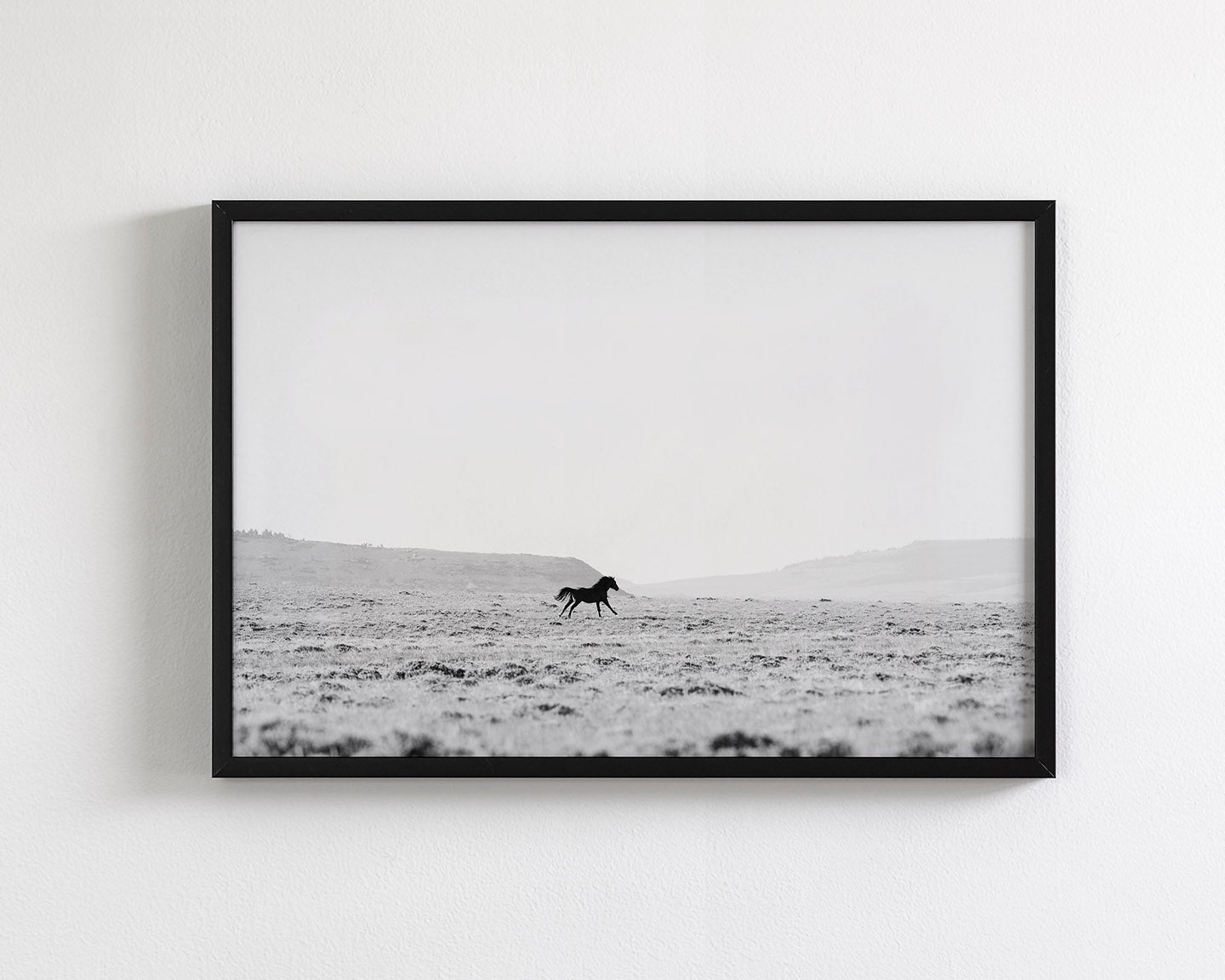 Silhouetted Wild Stallion in Black and White