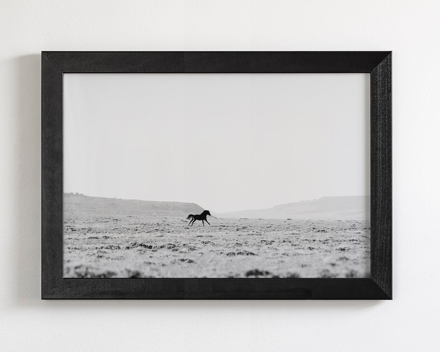 Silhouetted Wild Stallion in Black and White