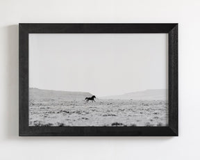 Silhouetted Wild Stallion in Black and White