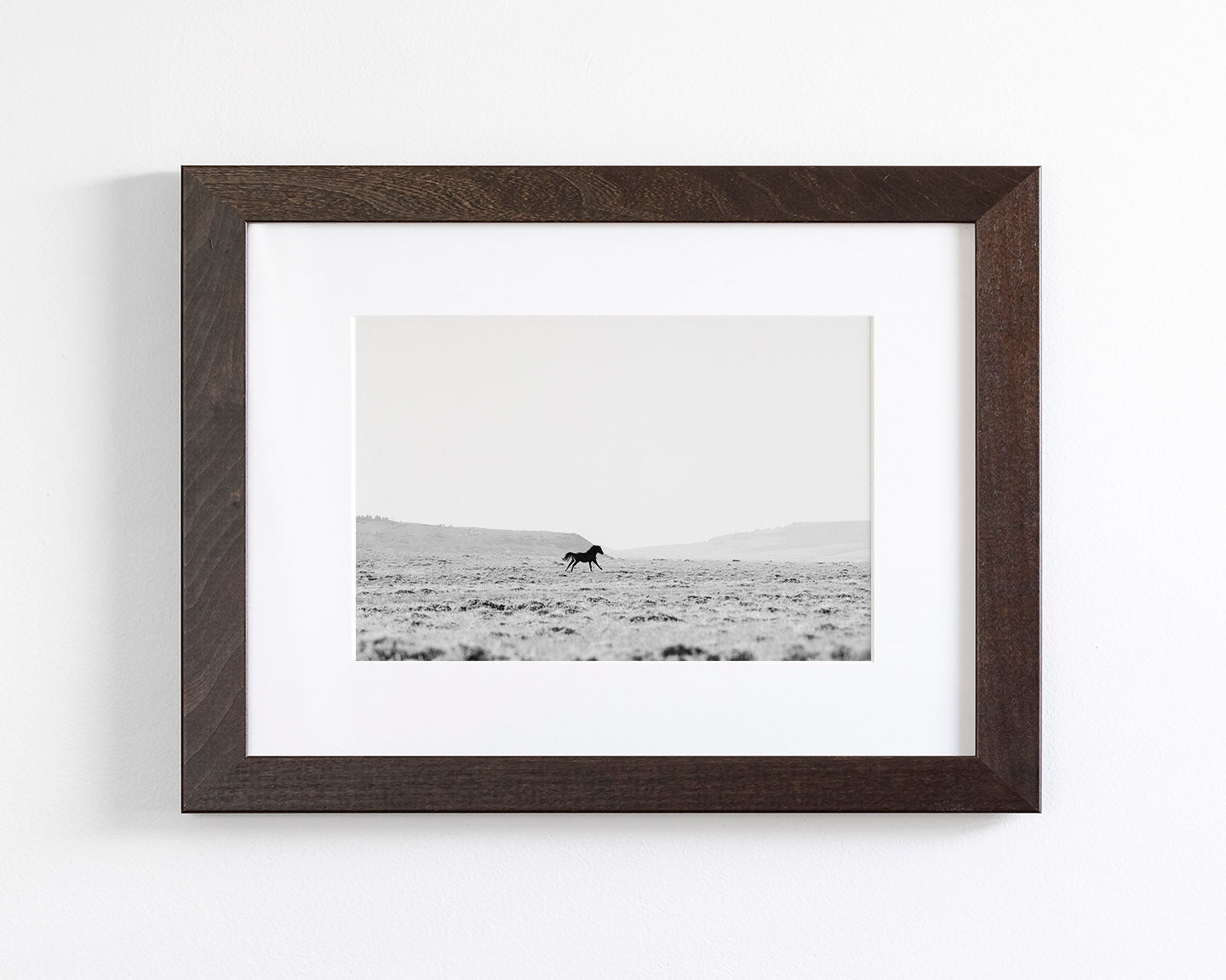 Silhouetted Wild Stallion in Black and White