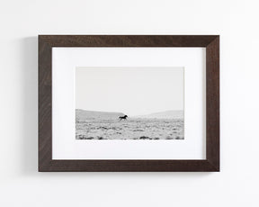 Silhouetted Wild Stallion in Black and White