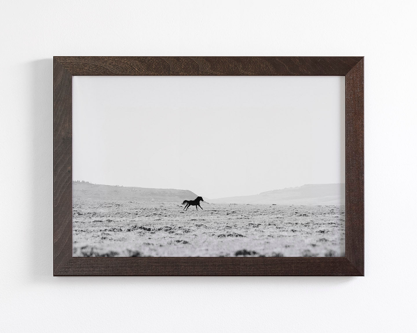 Silhouetted Wild Stallion in Black and White