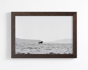 Silhouetted Wild Stallion in Black and White