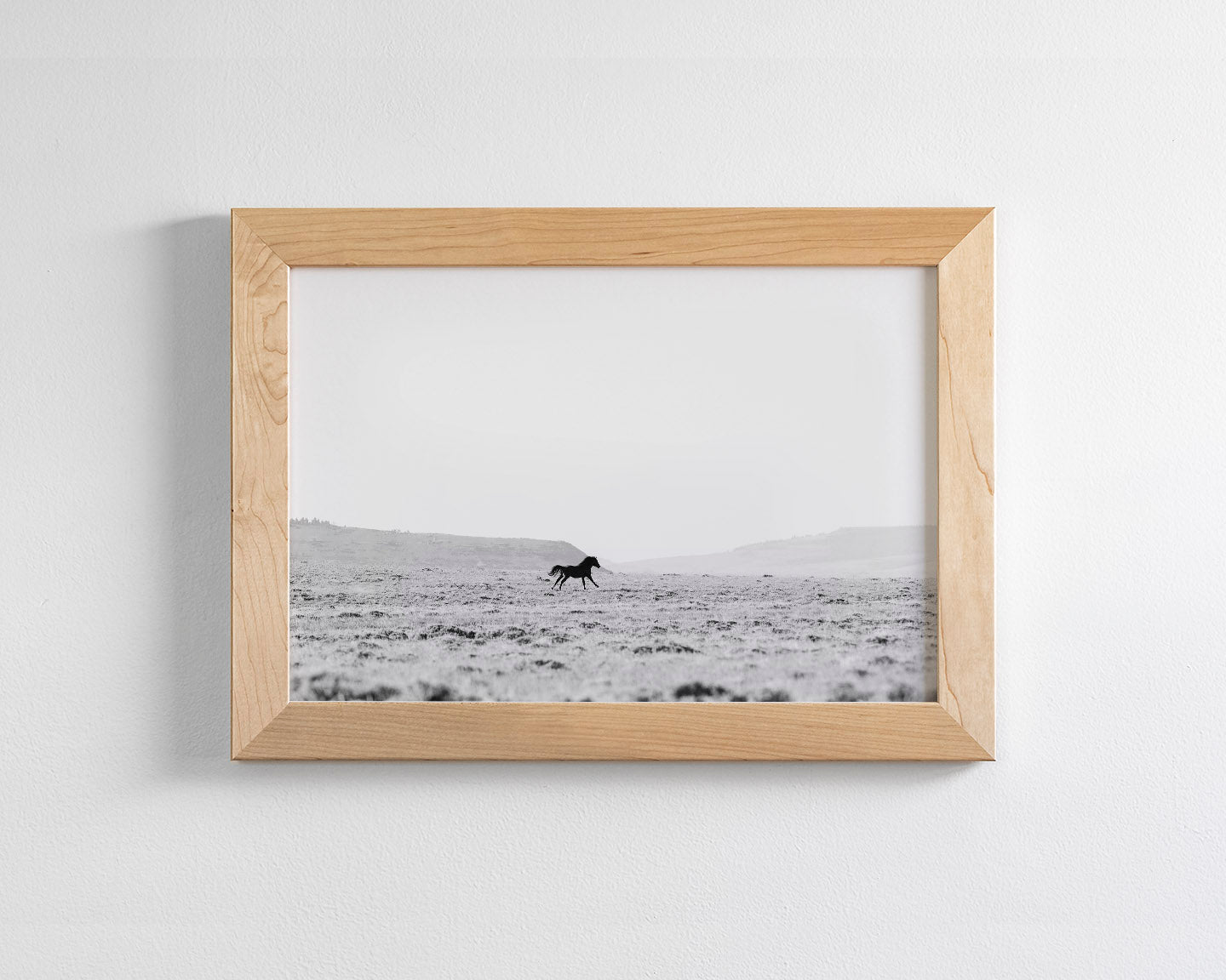 Silhouetted Wild Stallion in Black and White