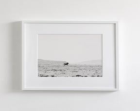 Silhouetted Wild Stallion in Black and White