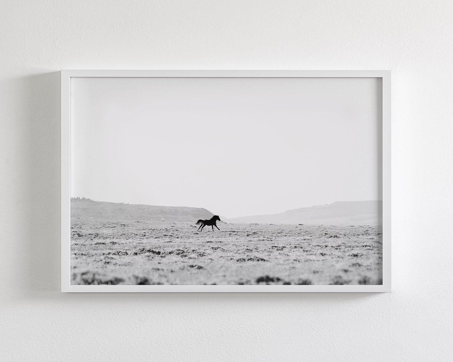Silhouetted Wild Stallion in Black and White