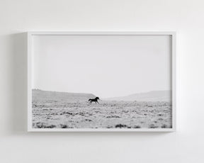 Silhouetted Wild Stallion in Black and White