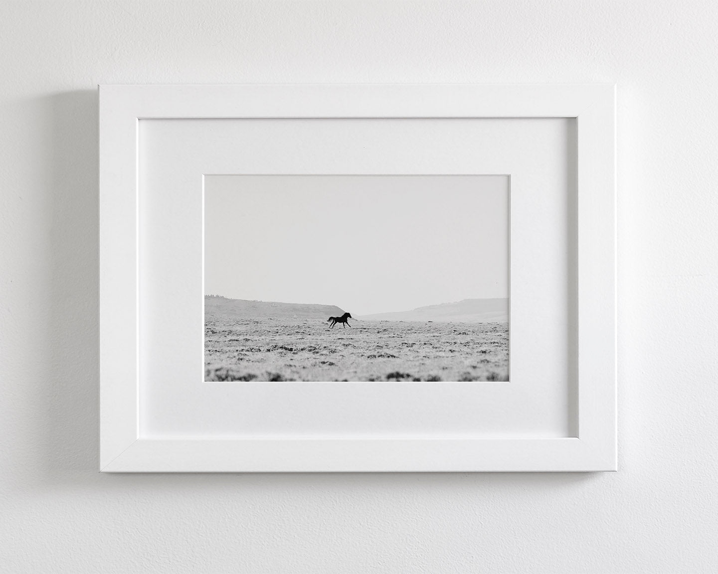 Silhouetted Wild Stallion in Black and White