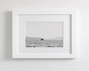 Silhouetted Wild Stallion in Black and White