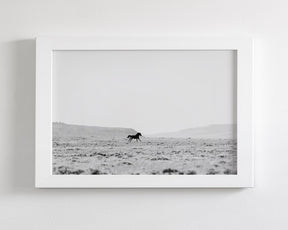 Silhouetted Wild Stallion in Black and White