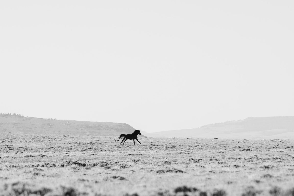 Silhouetted Wild Stallion in Black and White